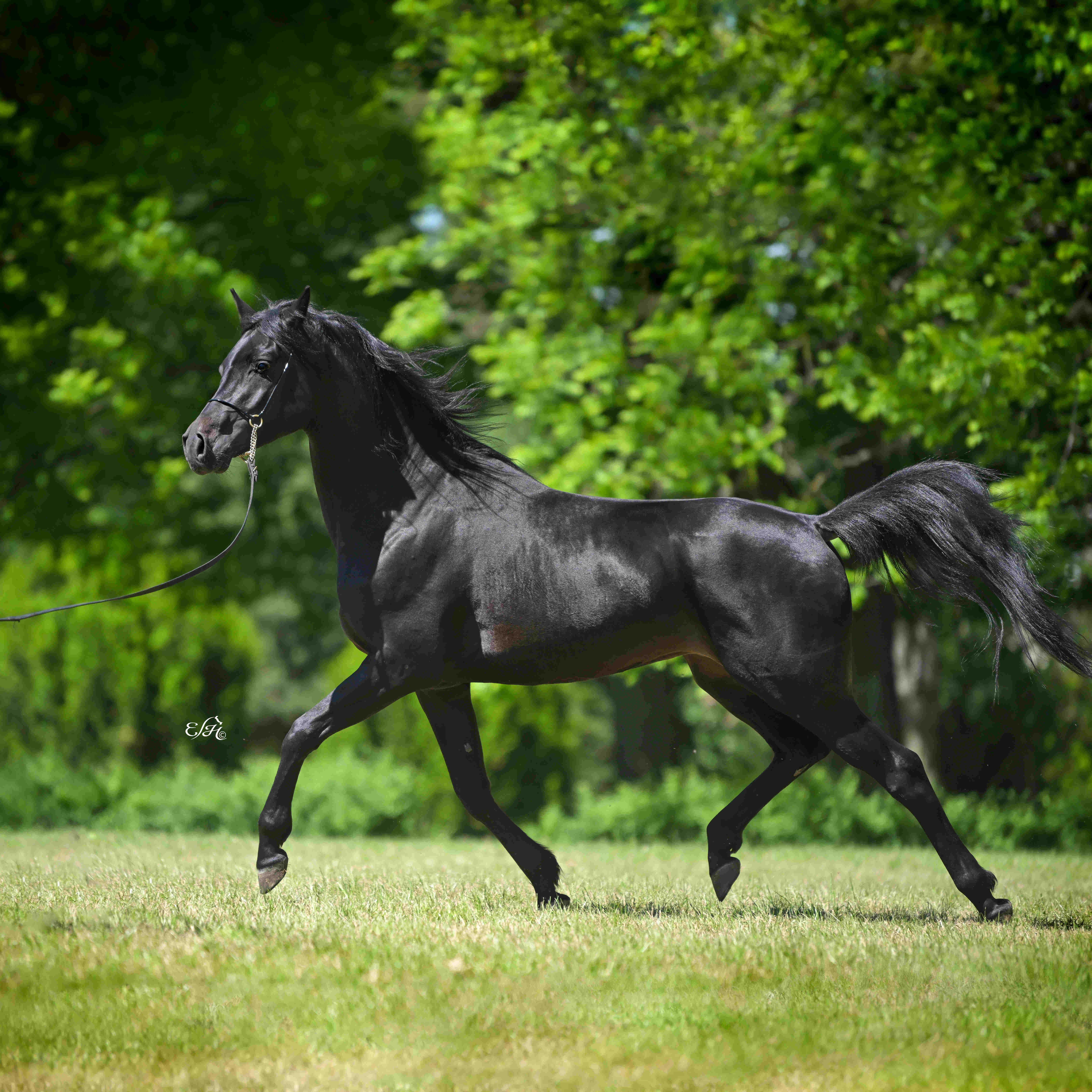 FOSET — Stallion · 5y